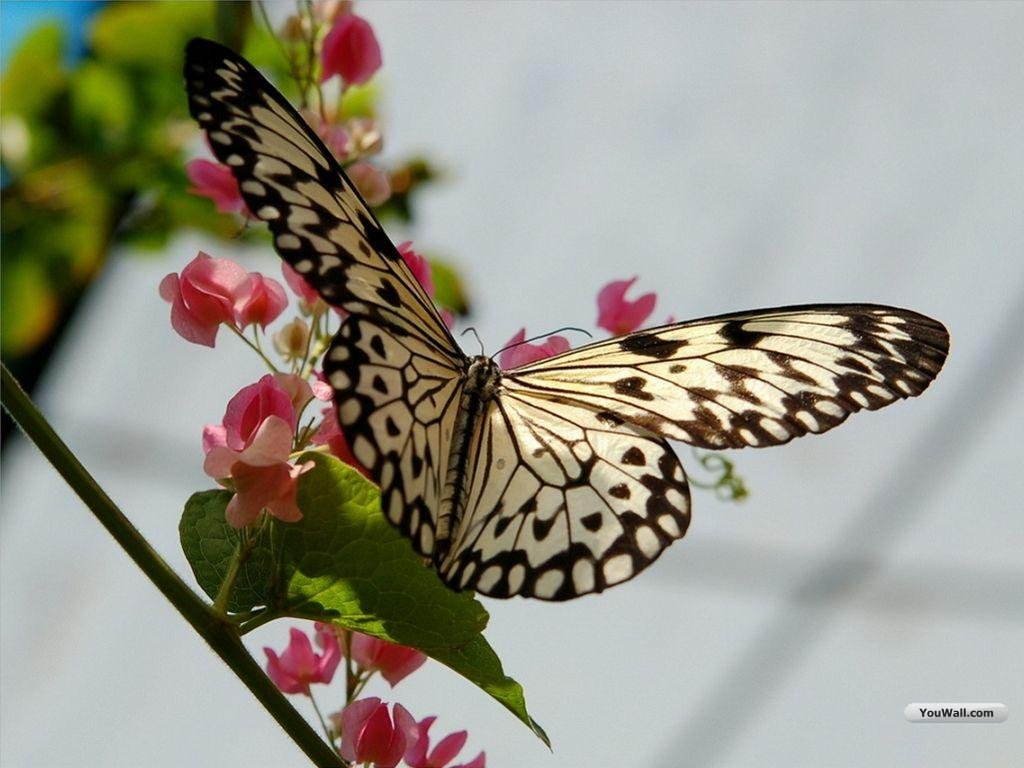 New Best Butterfly Wallpapers, Wallpapers Butterfly, Butterfly Wallpapers